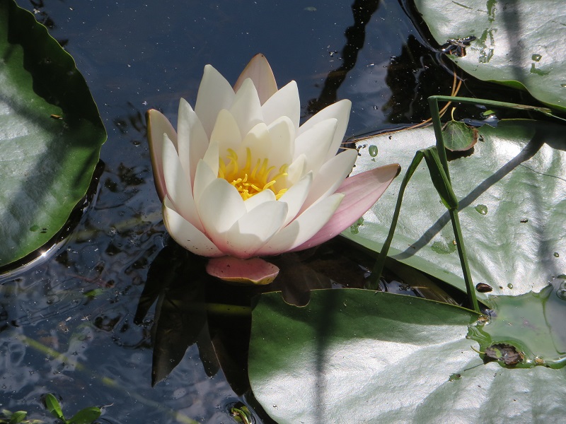En meget smuk åkande i fuld flor
