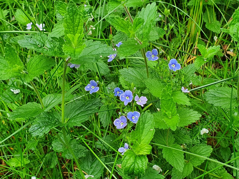 Lille blå blomst i grøftekant på landejendom i Billund Kommune
