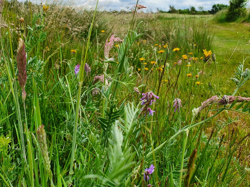 Faunastribe eller blomstereng med fløjlsgræs og musevikke