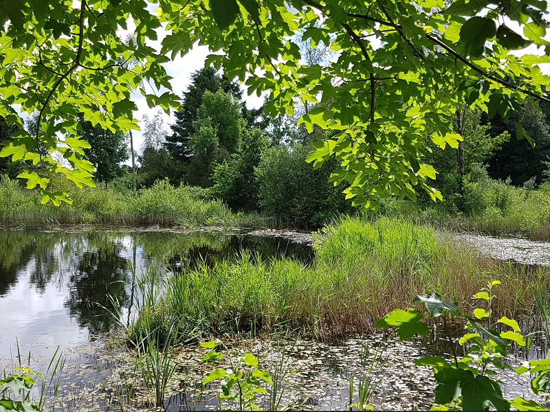 Vue over lille sø med egetræ i forgrunden på landejendom i Billund Kommune